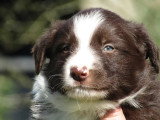 3 chiots Border Collie LOF à réserver, mâles chocolat et noir et blanc, nés en février 2026