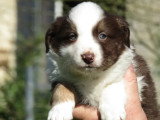 3 chiots Border Collie LOF à réserver, mâles chocolat et noir et blanc, nés en février 2026