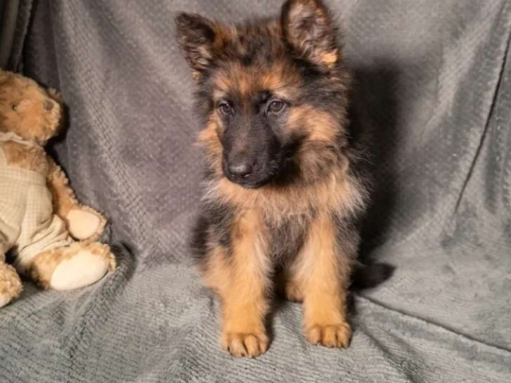 Femelle Berger Allemand à vendre, non LOF, née en janvier 2026, disponible immédiatement