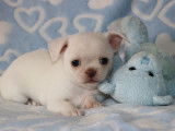 Mâle Chihuahua LOF à réserver, crème poil court, né en janvier 2026, disponible fin mars