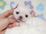 Mâle Chihuahua LOF à réserver, crème poil court, né en janvier 2026, disponible fin mars