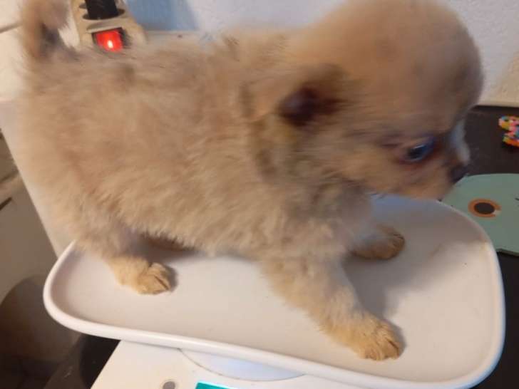 4 chiots Pomchi à réserver, 3 mâles et 1 femelle, non LOF, nés en février 2026, disponibles fin mars