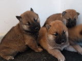 3 chiots Shiba Inu LOF à réserver, 1 mâle et 2 femelles, nés en février 2026