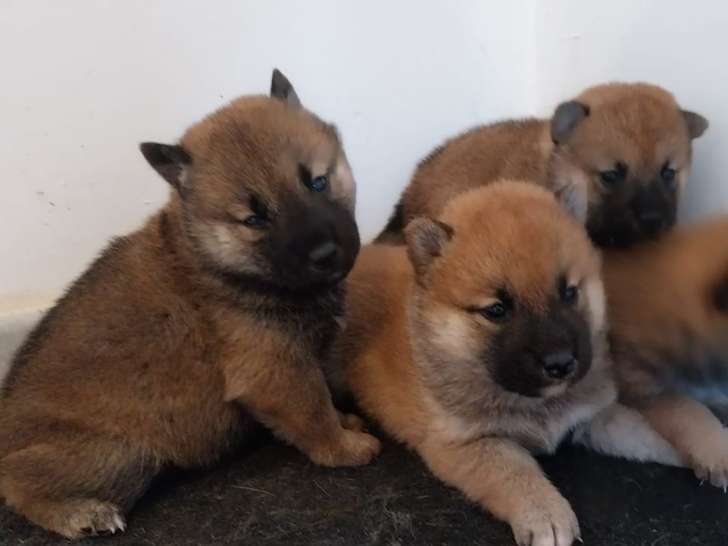 3 chiots Shiba Inu LOF à réserver, 1 mâle et 2 femelles, nés en février 2026