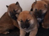 3 chiots Shiba Inu LOF à réserver, 1 mâle et 2 femelles, nés en février 2026