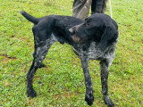 Chien mâle Drahthaar à vendre, non LOF, de décembre 2024, chasseur polyvalent