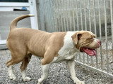 Femelle American Bully XXL à vendre