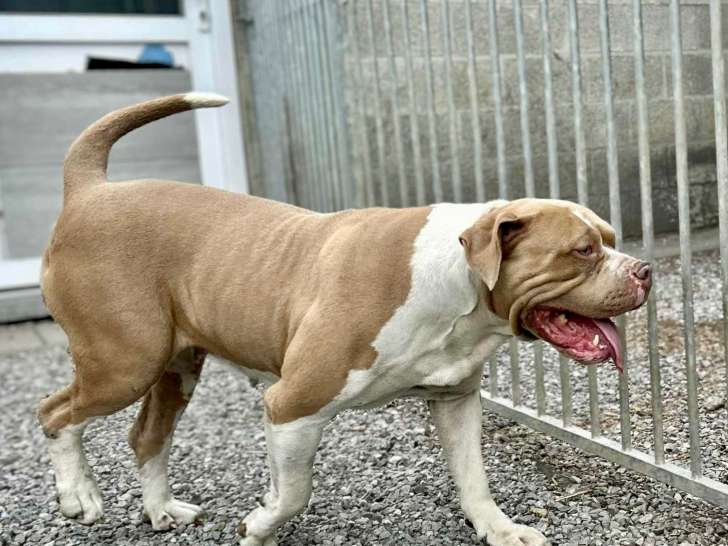 Femelle American Bully XXL à vendre