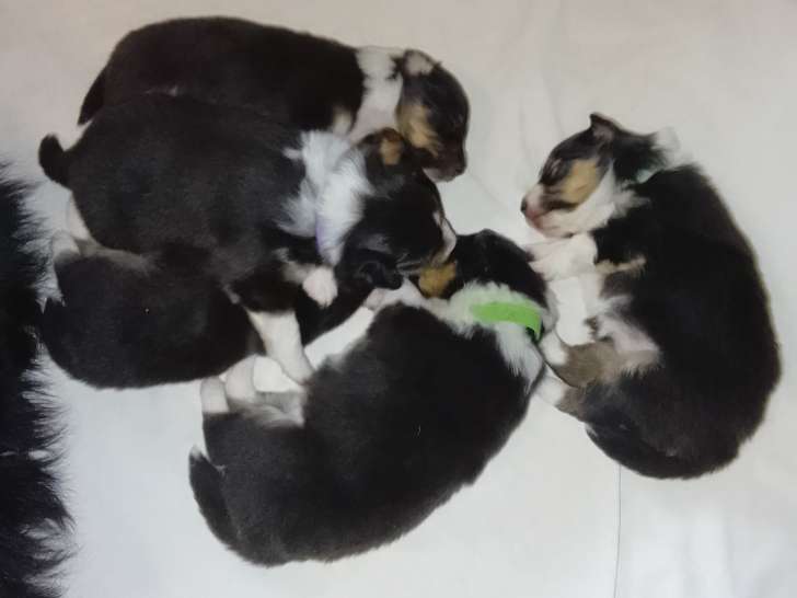 Chiots Berger des Shetland à vendre