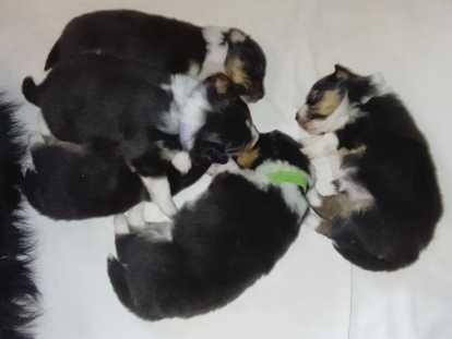 Chiots Berger des Shetland à vendre