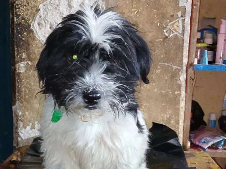 À adopter : chienne Coton de Tuléar de 4 ans au pelage blanc et noir