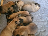 Chiots Berger Belge Malinois à vendre (2 femelles & 7 mâles)