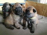 Chiots Berger Belge Malinois à vendre (2 femelles & 7 mâles)