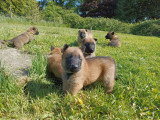 Chiots Berger Belge Malinois à vendre (2 femelles & 7 mâles)