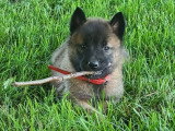 Chiots Berger Belge Malinois à vendre (6 mâles)