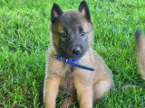 Chiots Berger Belge Malinois à vendre (6 mâles)