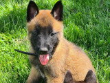 Chiots Berger Belge Malinois à vendre (6 mâles)