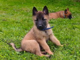 Chiots Berger Belge Malinois à vendre (6 mâles)