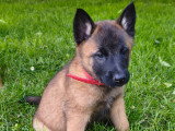 Chiots Berger Belge Malinois à vendre (6 mâles)