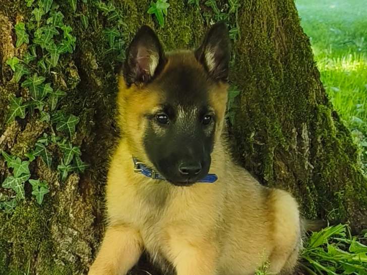 Chiots Mâles Berger Belge Malinois LOF à vendre. DISPO 17 MAI 26