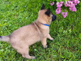 Chiots Mâles Berger Belge Malinois LOF à vendre. DISPO 17 MAI 26