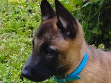 Chiots Mâles Berger Belge Malinois LOF Lignée Beauté. Disponibles