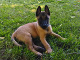 Chiots Mâles Berger Belge Malinois LOF Lignée Beauté. Disponibles