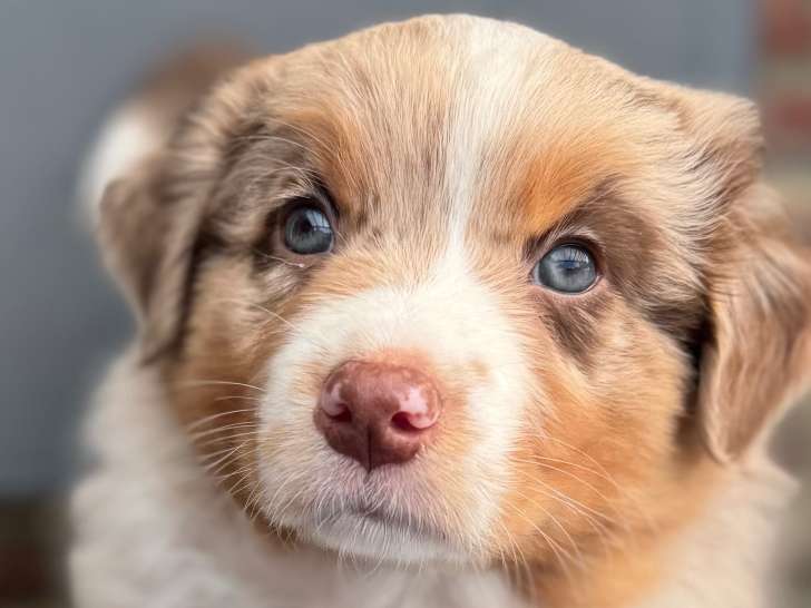 Chiots Berger Australien à réserver