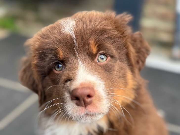 Chiots Berger Australien disponible