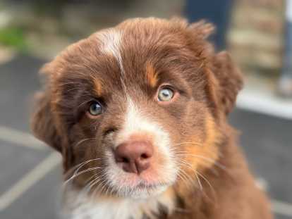 Chiots Berger Australien disponible