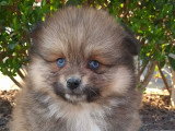 Chiots Pomsky croisés Spitz à vendre