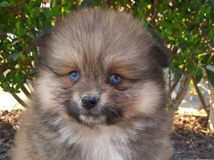 Chiots Pomsky croisés Spitz à vendre