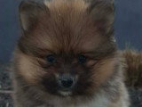 Chiots Pomsky croisés Spitz à vendre