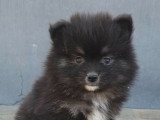 Chiots Pomsky croisés Spitz à vendre