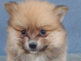 Chiots Pomsky croisés Spitz à vendre