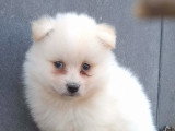 Chiots Pomsky croisés Spitz à vendre