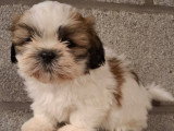 Chiots Shih Tzu à vendre