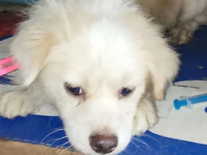 En attente d’un foyer : chien blanc de 4 ans affectueux