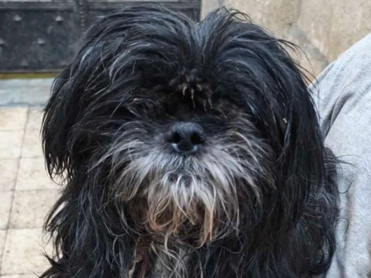 À adopter : chien noir de 2 ans