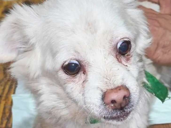 En quête d’un foyer : chienne Épagneul Pékinois de 3 ans blanche