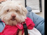 À adopter : chienne Bichon Maltais d’un an blanche