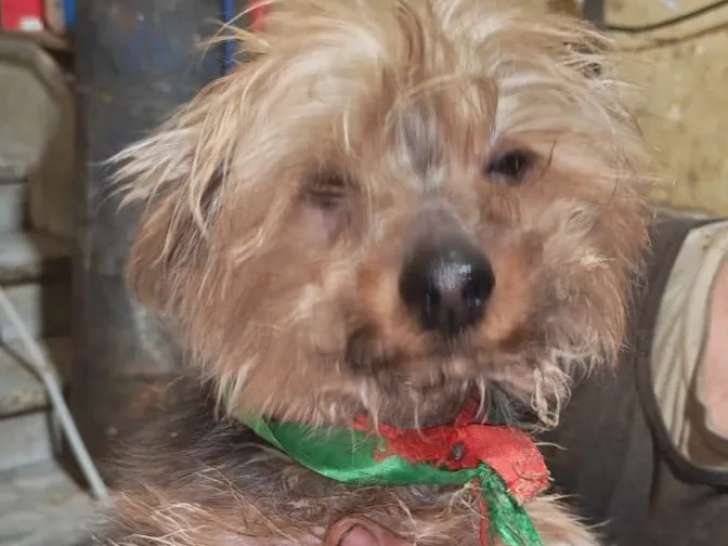 En attente d’un foyer : chien Yorkshire Terrier bringé de 6 ans