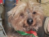En attente d’un foyer : chien Yorkshire Terrier bringé de 6 ans
