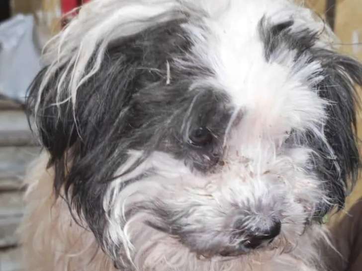 À la recherche d’une famille : chien Bichon Maltais blanc avec marque noire de 3 ans