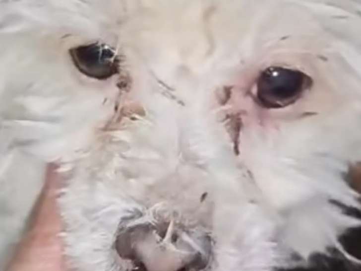 En attente d’un foyer : chienne Bichon Havanais blanche de 3 ans