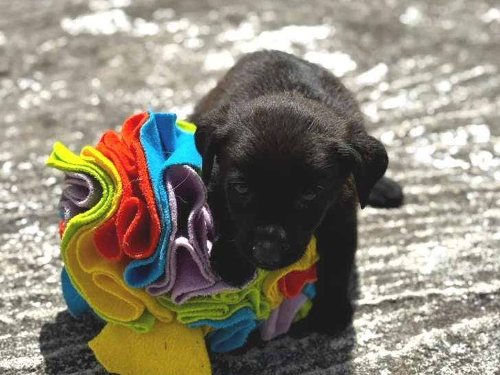 Disponible à l’adoption : chiot mâle de 2 mois