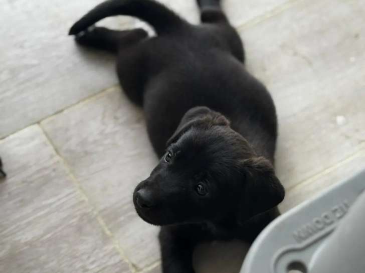 En attente d’adoption : chiot mâle de 2 mois