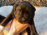 Chiots Staffordshire Bull Terrier LOF à vendre