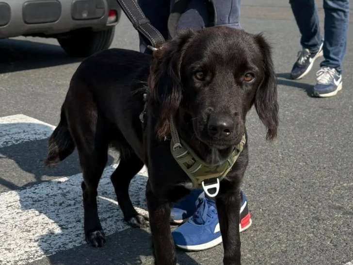 Adoption disponible : chiot femelle noire de 8 mois