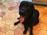 Recherche femelle Labrador Retriever LOF pour saillie